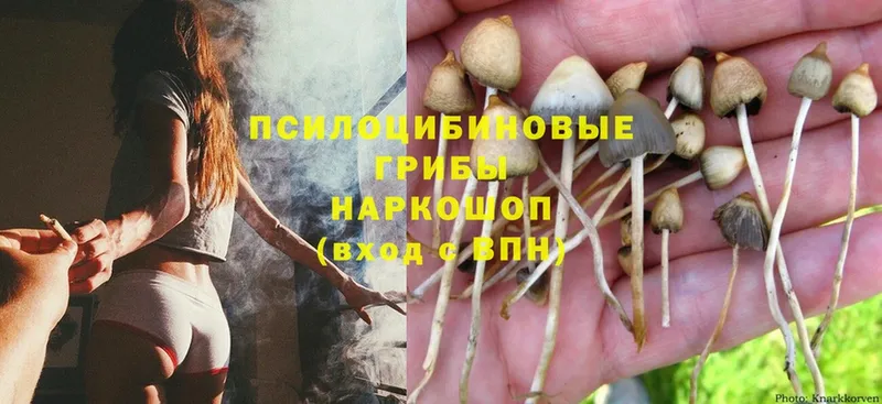 где найти   Баймак  Галлюциногенные грибы Magic Shrooms 